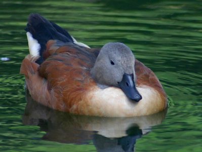Duck 2