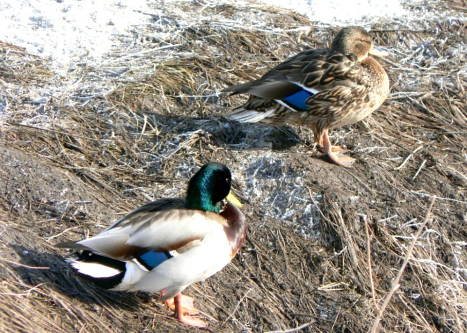 Duck Couple Resting On Waterside