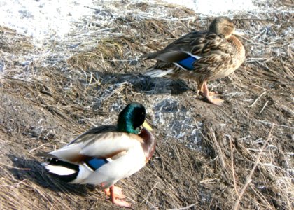 Duck Couple Resting On Waterside