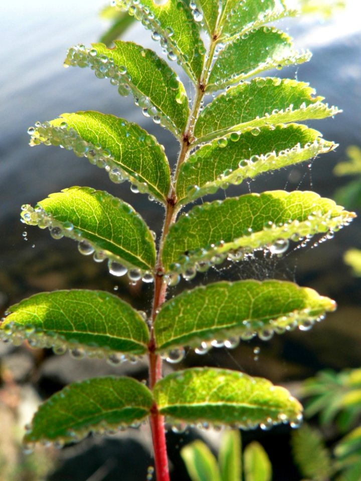 Dew On Rowen Leaves