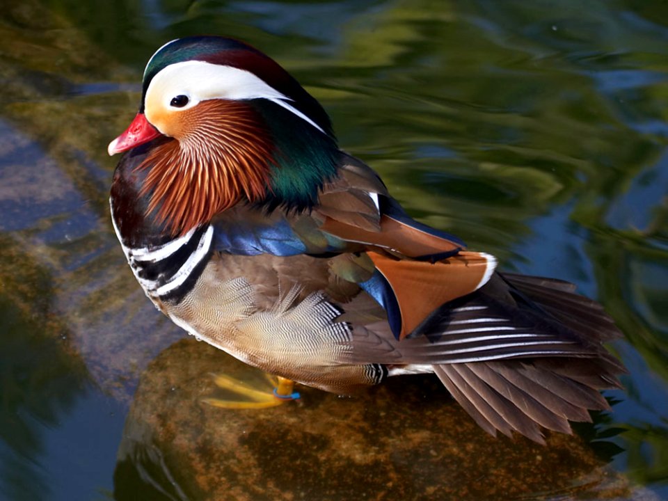 Duck 5