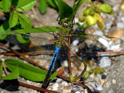 Dragonfly