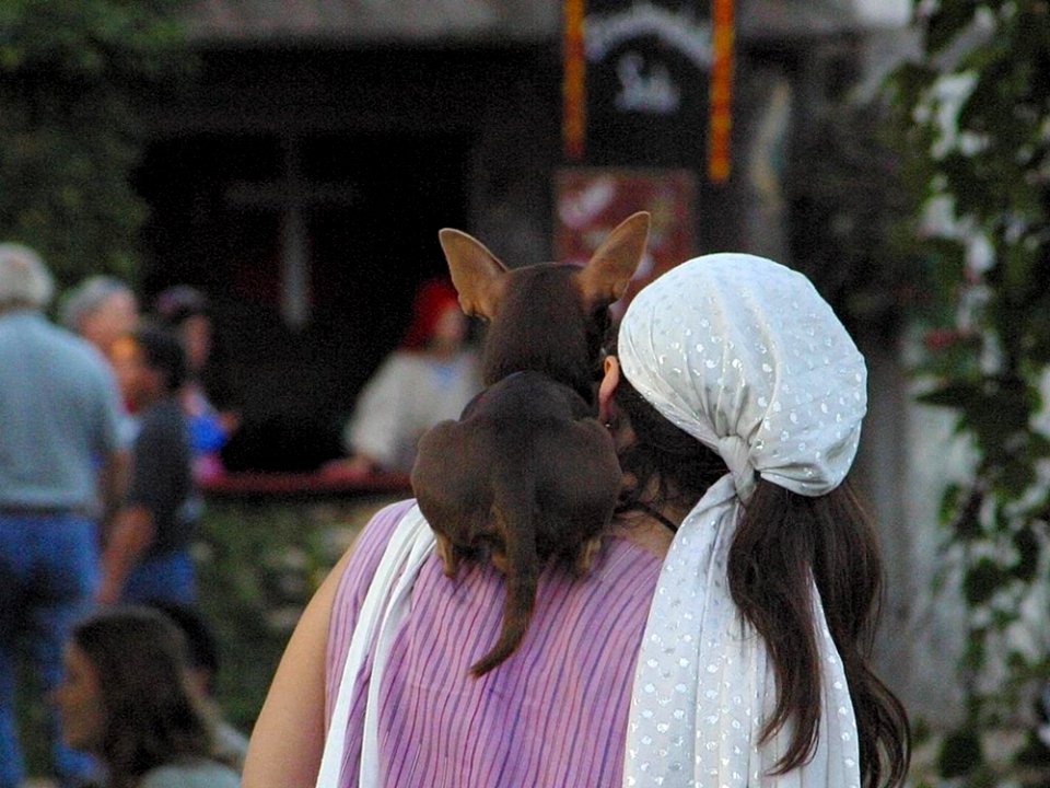 Dog And Woman