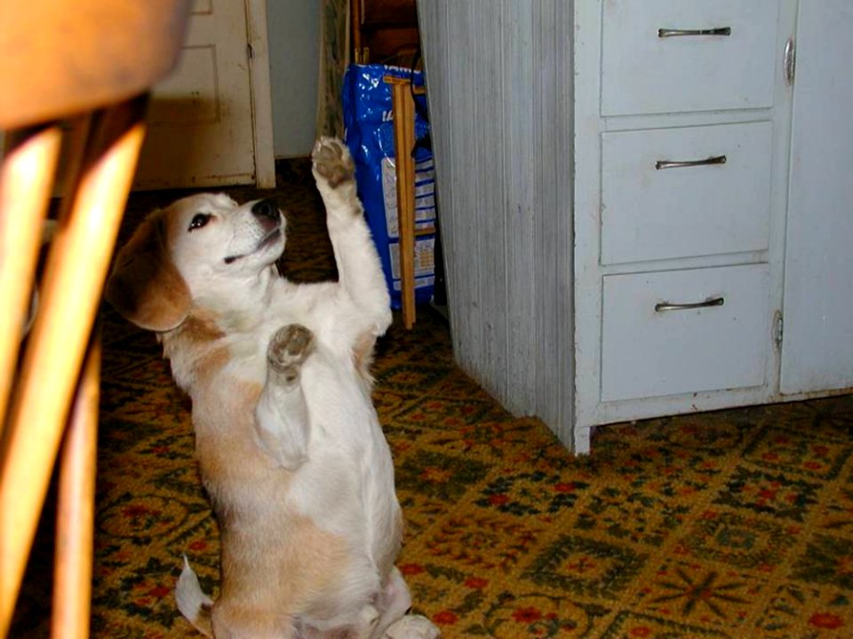 Dog