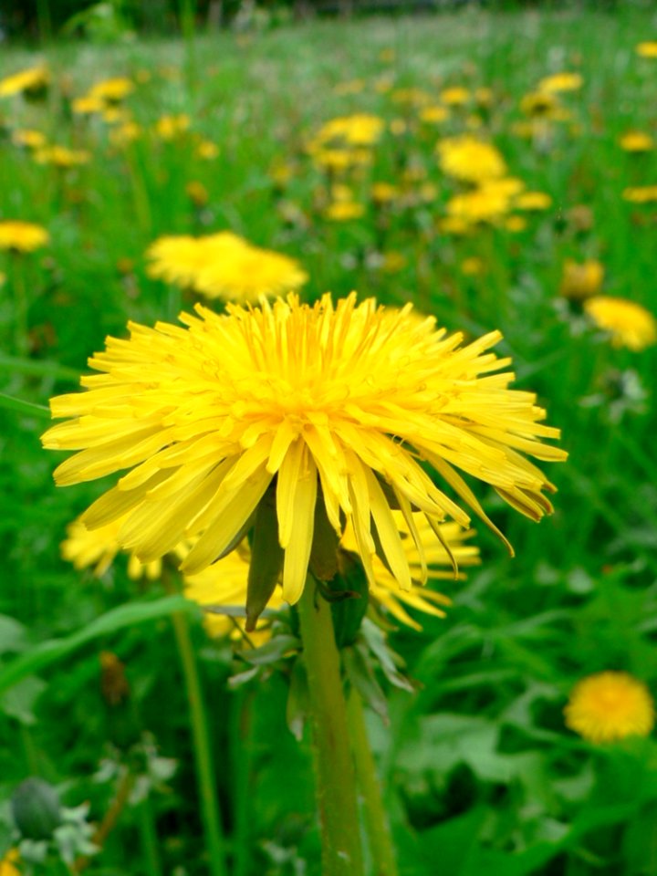 Dandelion 2