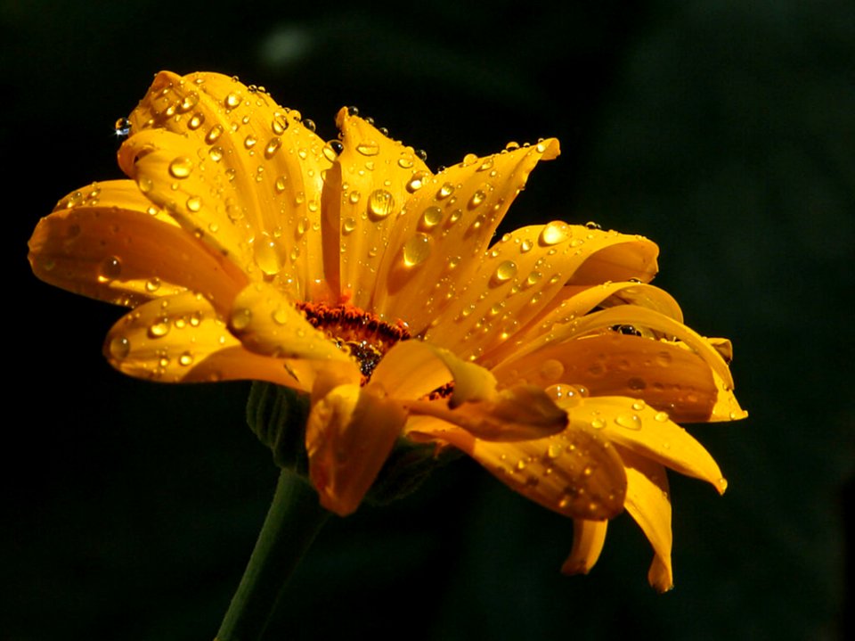 Daisy With Raindrops