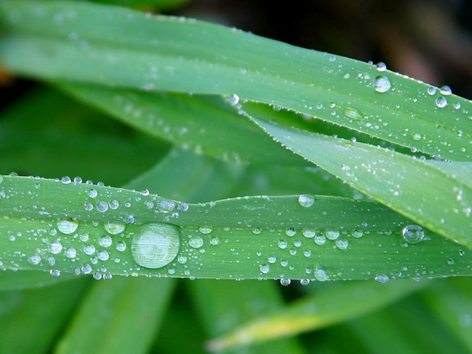 Drops