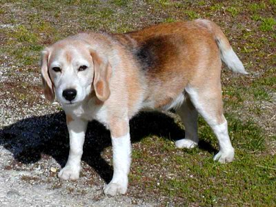 Dog Beagle photo