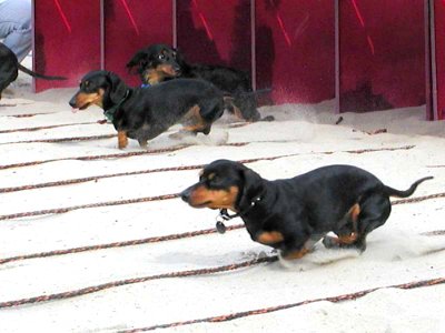 Dogs Run