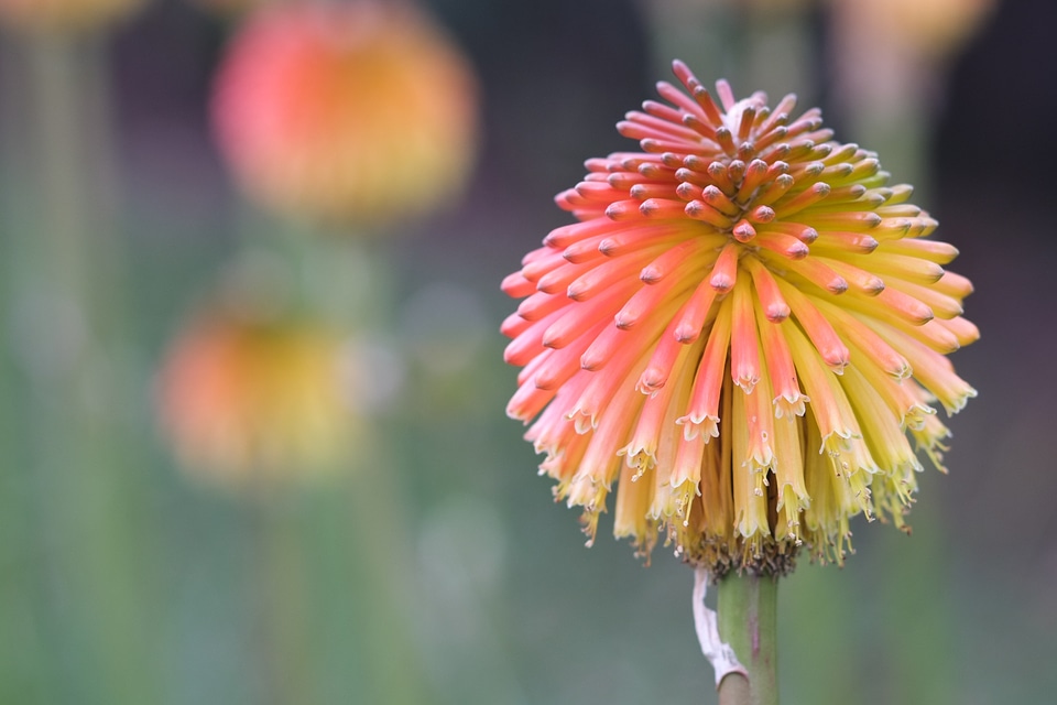 Orange colorful nature