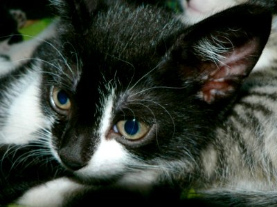 Cute Kitten photo
