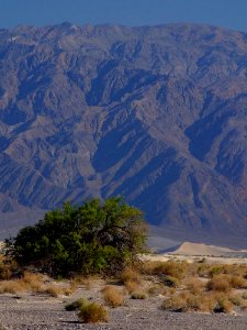 Desert