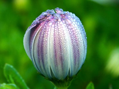 Dew
