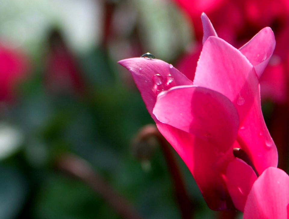 Dew Drops On Flower