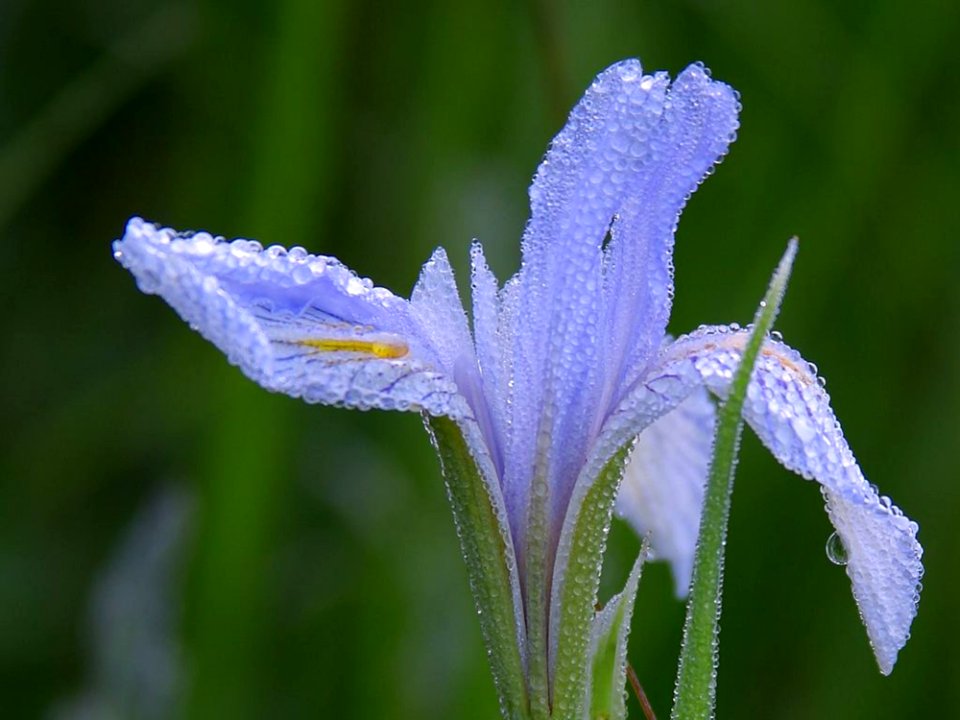 Dew 3