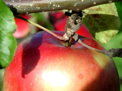 Detail Of Apple On Branch photo