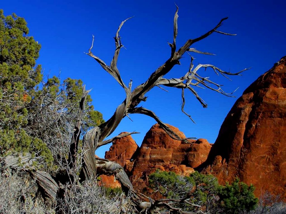 Dead Tree