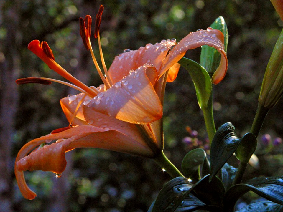 Day Lily