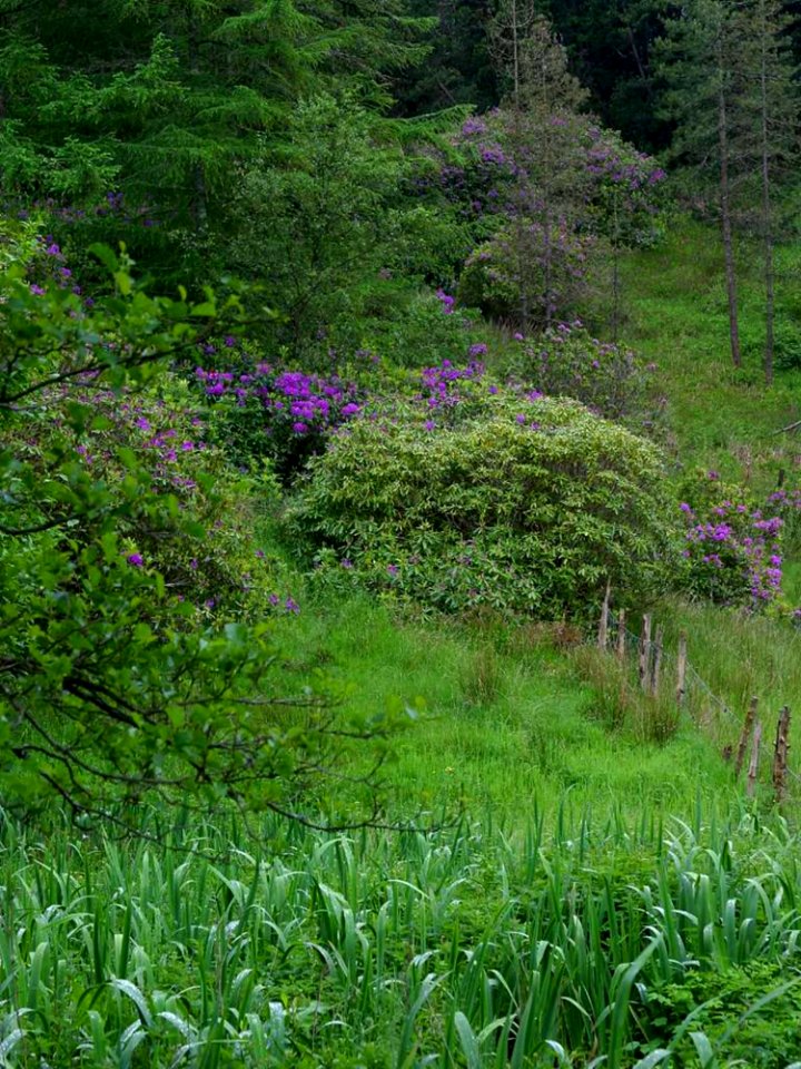 Deerpark 5