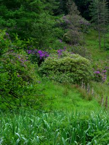 Deerpark 5