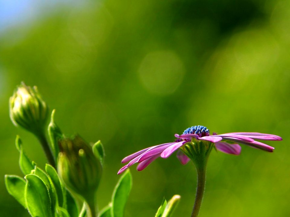 Daisy 3