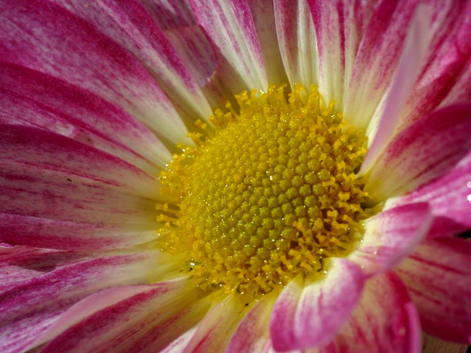 Daisy
