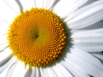 Daisy Detail