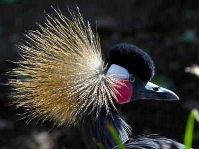 Crane