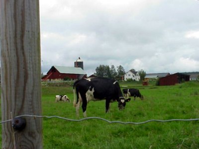 Cow Pasture