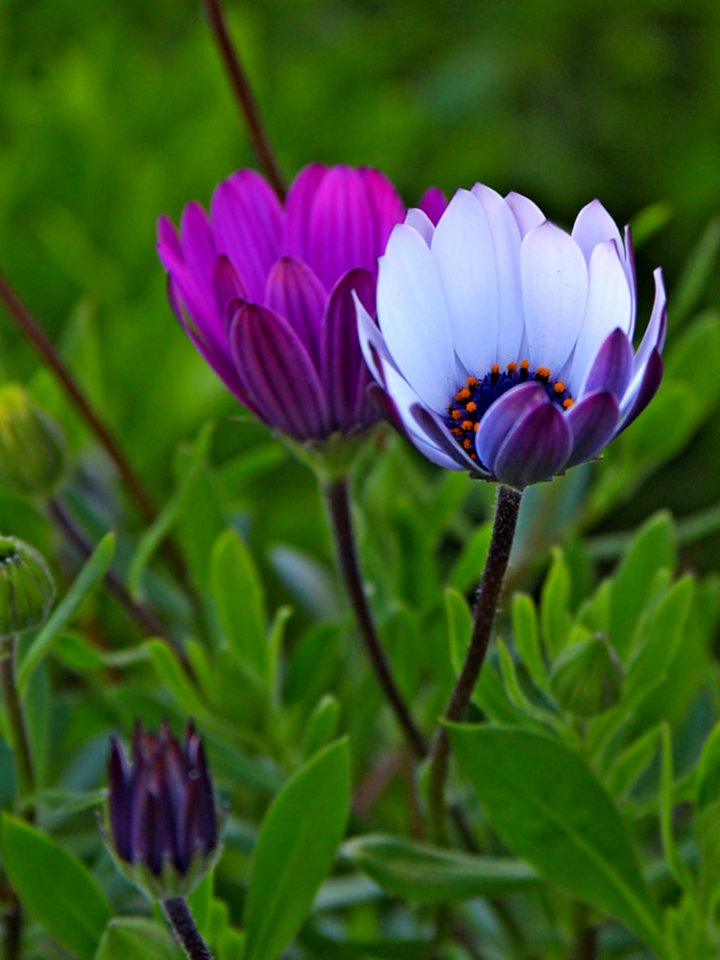 Daisies