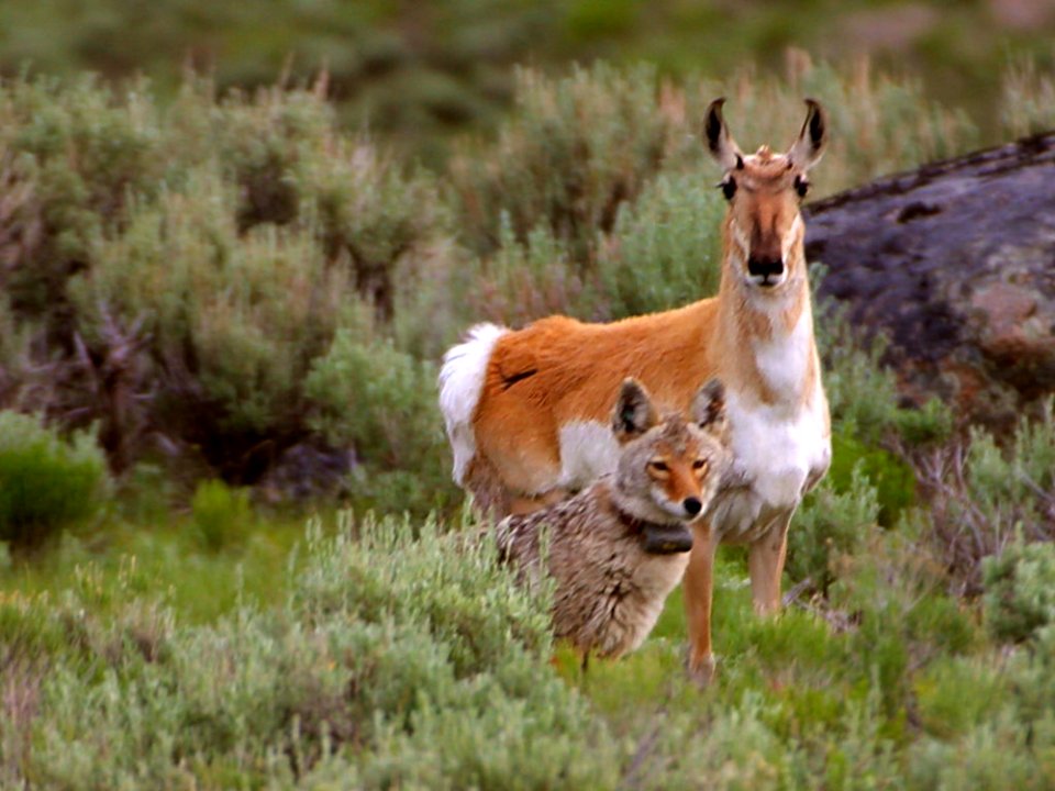 Coyote And Antelope