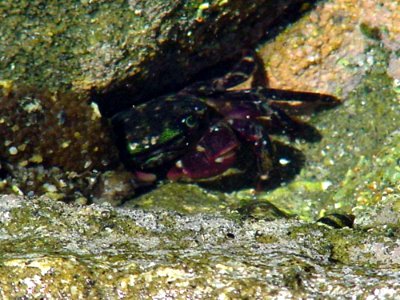 Crab 2