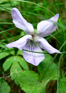 Common Dog Violet