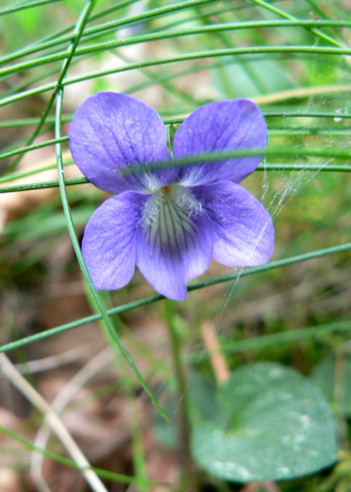 Common Dog Violet 2