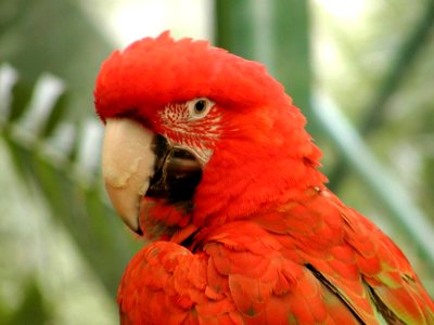 Cockatoo
