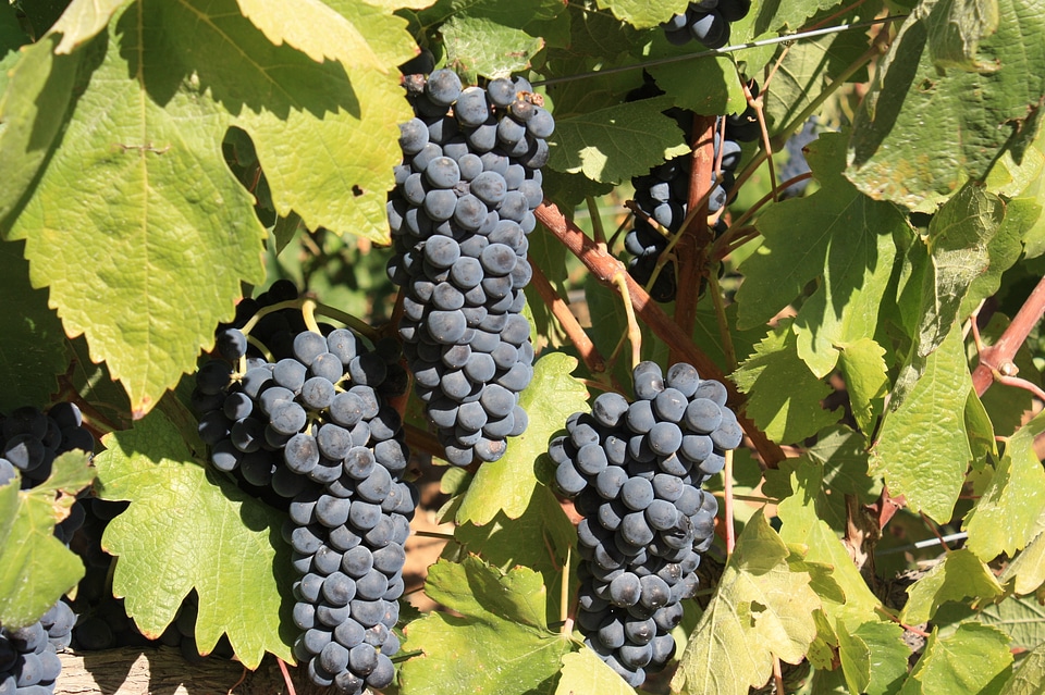 Vintage wine agriculture