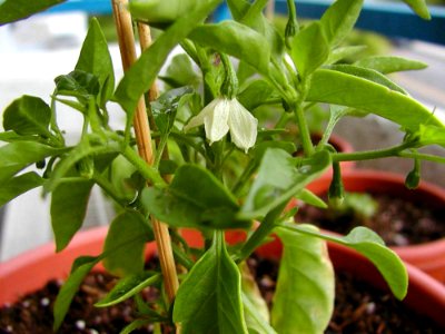 Chilli Plants