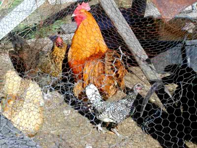 Chickens