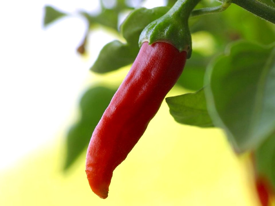 Chilli 2