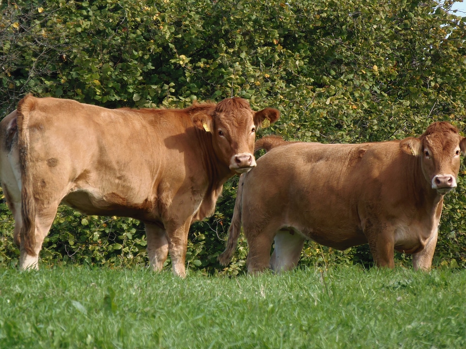 Cattle beef livestock