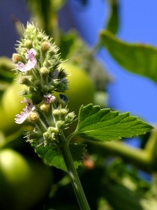 Catnip Blossoms
