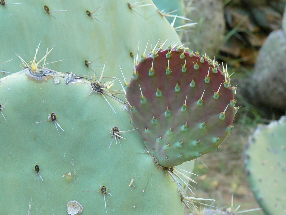 Prickly cacti desert