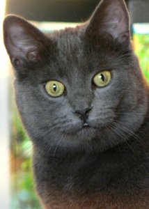 Cat With Staring Eyes