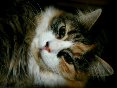 Cat Closeup photo