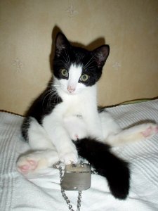 Cat Sitting On Bed photo