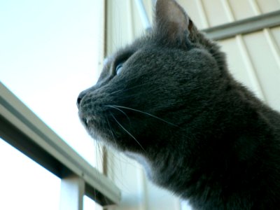 Cat Looking Out 2 photo