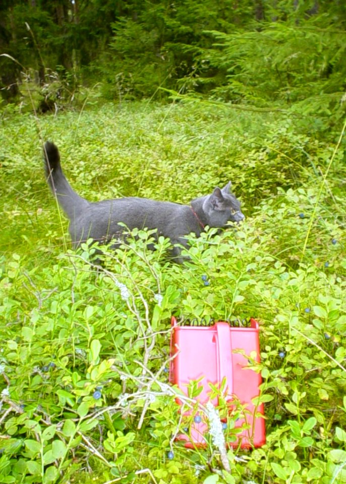 Cat Gathering Blueberries