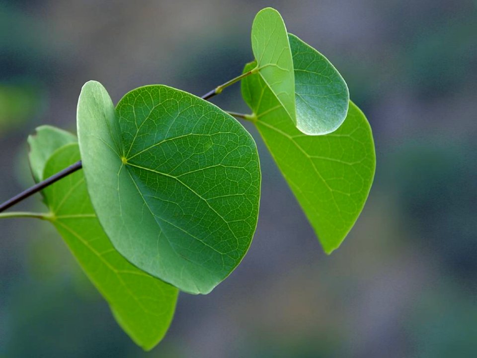 Canyon Leaves