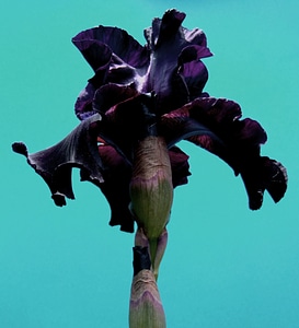 Plant natural blossom