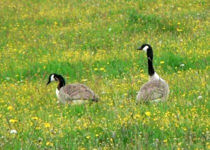 Canadian Geese